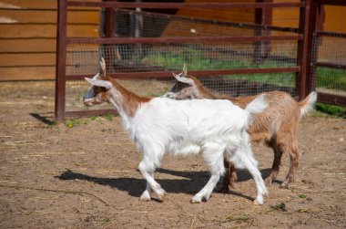 İki yavru keçi, beyaz ve kahverengi, çiftlik hayvanlarının çiftliğindeki bir otlakta. Geçim çiftçiliği, evcil hayvanların hayatı..
