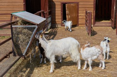 Çiftlikteki çayırda genç keçi ve keçi..