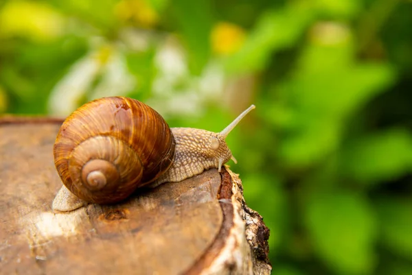 Foto Della Serie Giorno Nella Vita Delle Lumache Una Lumaca — Foto Stock