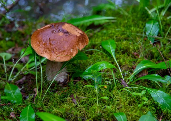 Porcini Fungi Groeit Tussen Mossen Gras Een Bos Open Plek — Stockfoto