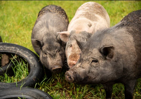 三头又大又脏的猪聚集在停在绿草上的车胎上 — 图库照片