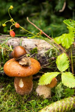 Salyangozların yaşamında bir gün seriden bir fotoğraf. Bahçe salyangozu büyük ıslak bir mantarın üzerinde oturur ve yakınlarda daha küçük bir mantar daha büyür..