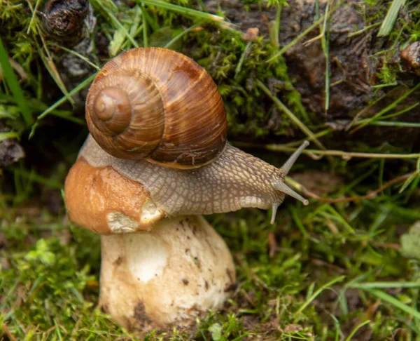 Foto Serie Día Vida Los Caracoles Caracol Jardín Sienta Sobre —  Fotos de Stock