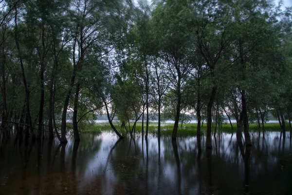 Avondzomer Landschap Bomen Groeien Uit Het Water Reflecteren Erin Foto — Stockfoto