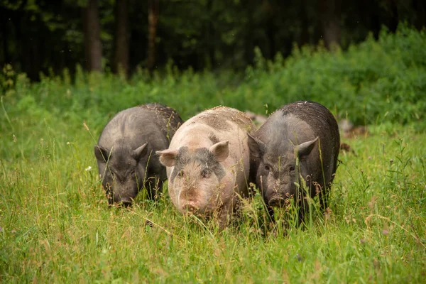 Three fat pigs are walking on thick green grass. Subsistence farming, the life of Pets.