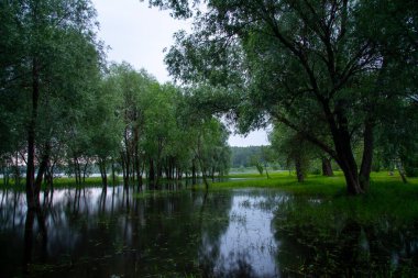 Akşamları yaz manzarası. Ağaçlar sudan çıkar, yansıtır. Fotoğraf bulutlu havada uzun bir deklanşör hızıyla çekilmiştir..