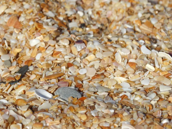 Marco completo pequeñas conchas y piedras como telón de fondo. — Foto de Stock