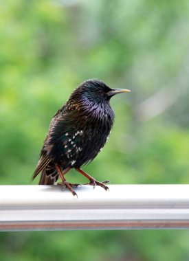 Meraklı bir Starling bir yan direkte oturur ve kameraya poz verir..