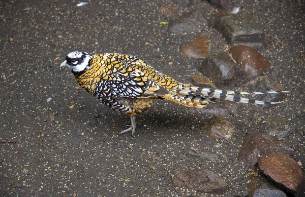 Bright Colorful Exotic Pheasant Stands Asphalt Life Wild Birds Zoo — Stock Photo, Image