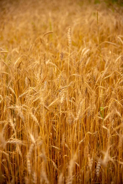 以成熟的黑麦为背景的垂直照片 摘要背景 — 图库照片