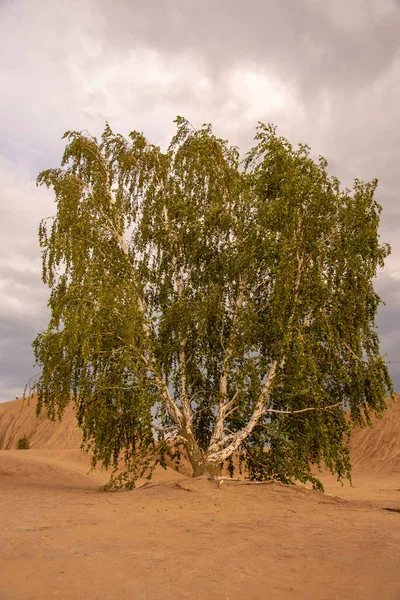 Árbol Abedul Exuberante Crece Tierra Arenosa Contra Cielo Nublado — Foto de Stock