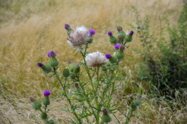 Bulanık doğal bir arka planda dikeni çiçekleri.