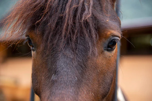 Tutup Dari Mata Seekor Kuda Cokelat Yang Berdiri Sebuah Kios — Stok Foto