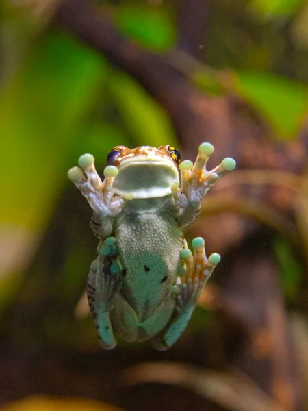 Uma Colorida Presa Parede Transparente Aquário Zoológico — Fotografia de Stock