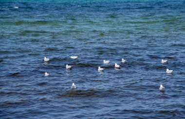 Deniz suyunun parlak mavi yüzeyinde beyaz martılar.