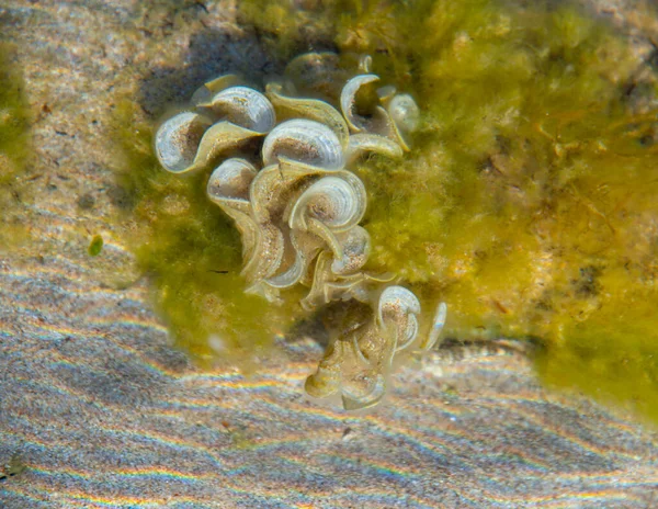 沙底清澈海水中的海藻 — 图库照片