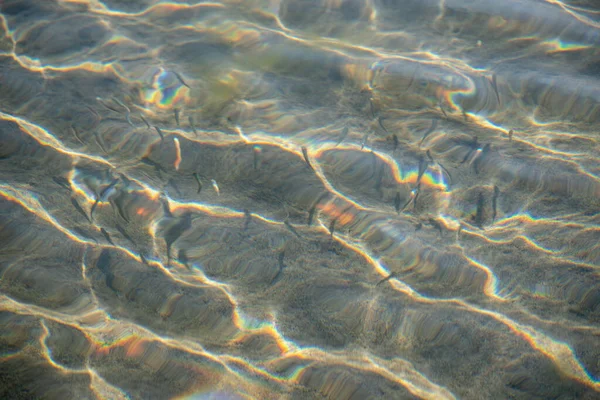 Vollständiges Klares Meerwasser Mit Schwimmenden Fischen Natürlicher Hintergrund Kopierraum Für — Stockfoto