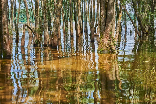 Streszczenie Naturalnego Tła Wierzby Wyrastają Wody Pnie Drzew Odbijają Się — Zdjęcie stockowe