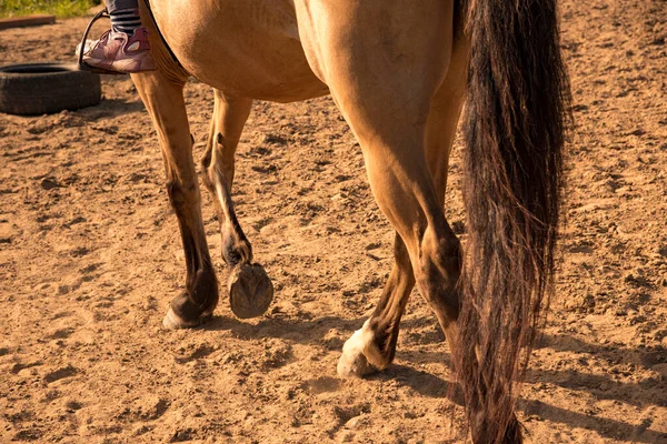 Gadis Itu Duduk Atas Kuda Cokelat Pelatihan Arena — Stok Foto