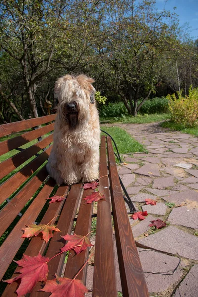 아일랜드 테리어 Terrier 백일해에 나뭇잎으로 둘러싸인 공원의 벤치에 — 스톡 사진