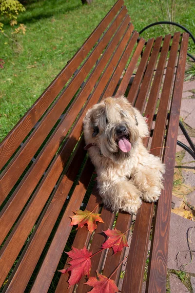 Dog Irish Wheat Soft Coated Terrier Lies Bench Public Park — Stock Photo, Image