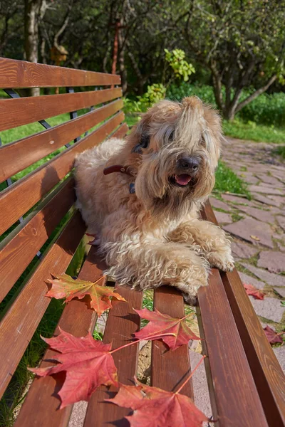 Dog Irish Wheat Soft Coated Terrier Sits Bench Public Park — Stock Photo, Image
