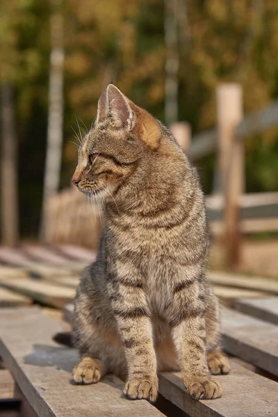Kot Tabby Siedzi Drewnianym Pokładzie Słoneczny Wczesny Jesienny Dzień — Zdjęcie stockowe