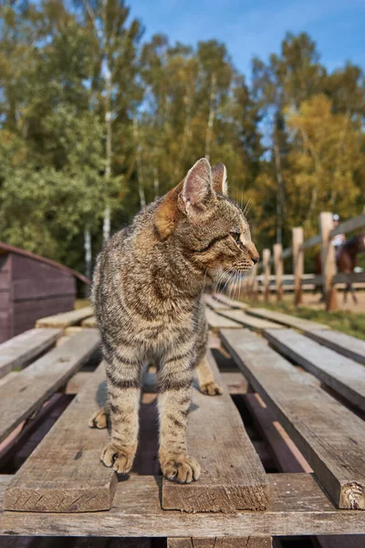 木製のデッキにはタビー猫が座っている。 . — ストック写真