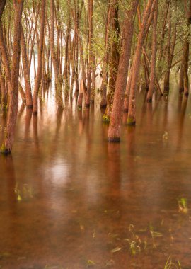 İnce ağaç gövdeleri suya yansır. Fotoğraf uzun bir deklanşör hızı kullanılarak çekildi. Doğal arkaplan.