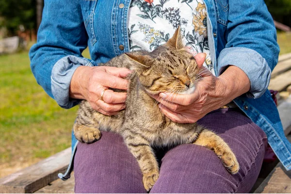 年配の女の手が楽しそうにしゃがみ込んでいるタビー猫を撫でている ペットの命 — ストック写真