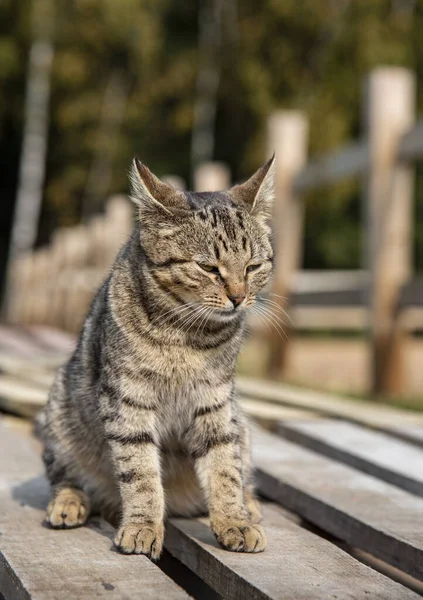 初秋の晴れた日にはタビー猫が木製のデッキに座っています — ストック写真