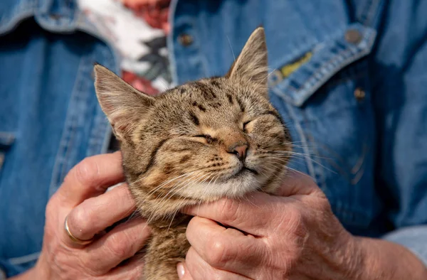 An elderly womans hands are stroking a tabby cat that is squinting with pleasure.