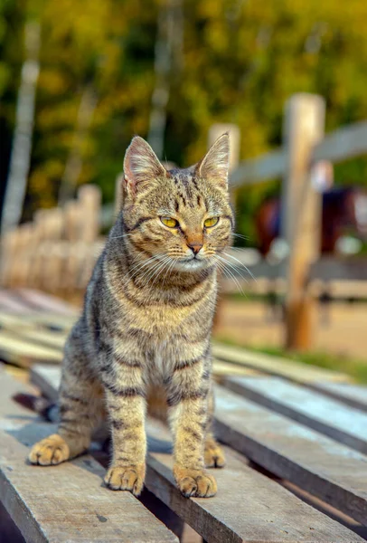 初秋の晴れた日にはタビー猫が木製のデッキに座っています — ストック写真