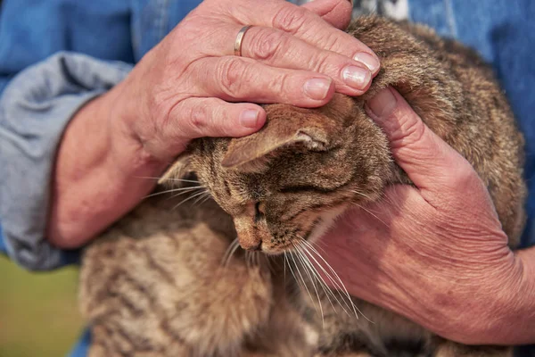 An elderly woman\'s hands are stroking a tabby cat that is squinting with pleasure. Life of Pets.