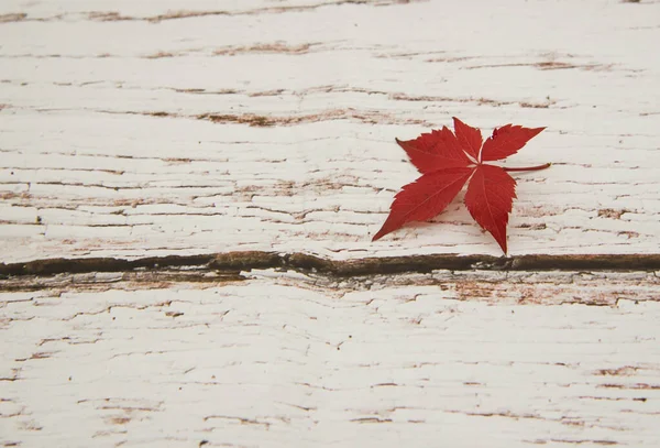 Een helder rood blad van wilde druiven op een houten ondergrond. — Stockfoto