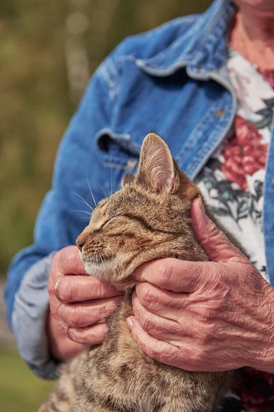 An elderly womans hands are stroking a tabby cat that is squinting with pleasure.