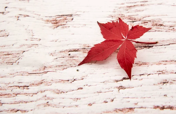 Een helder rood blad van wilde druiven op een houten ondergrond. — Stockfoto