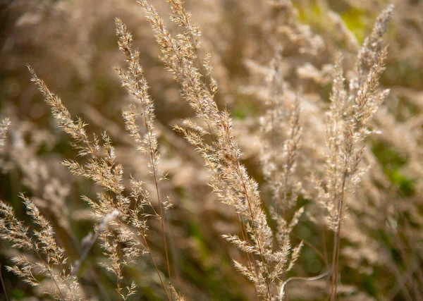 Full frame dry grass as an abstract backdrop. Natural background, selective focus.