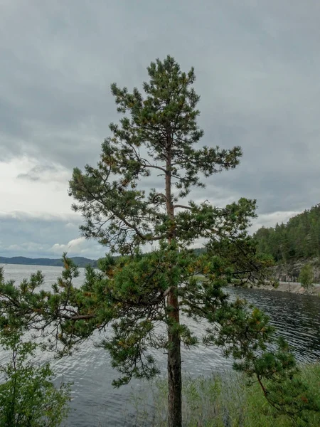 Een Hoge Dennenboom Tegen Achtergrond Van Een Meer Een Bewolkte — Stockfoto