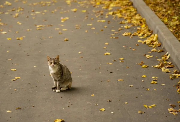 Ensam Herrelös Katt Sitter Asfalterad Väg Strödd Med Gula Höstlöv — Stockfoto