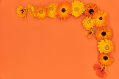 Turuncu arka planda duran parlak turuncu çiçekler, kadife çiçeği ve mastürbasyon. Metin ve tasarım için boşluk kopyala.