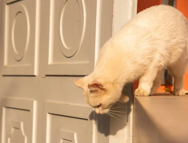 白い木製のドアの背景に 太陽に照らされた白い猫 — ストック写真