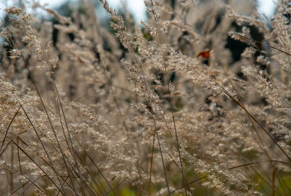 Volledig Frame Droog Gras Als Een Abstracte Achtergrond Natuurlijke Achtergrond — Stockfoto