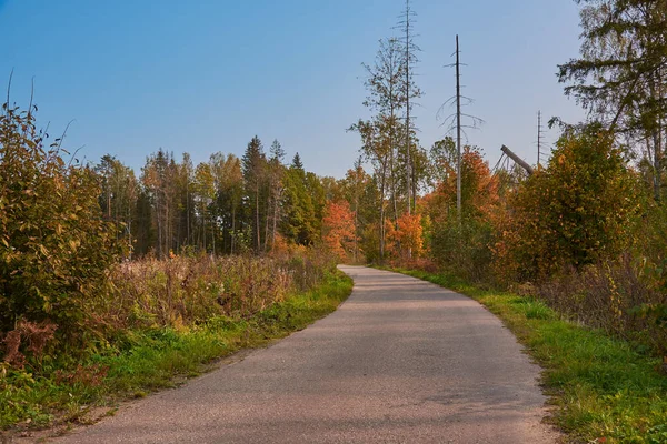 Asphaltierte Straße Die Einem Sonnigen Tag Den Herbstlichen Wald Führt — Stockfoto