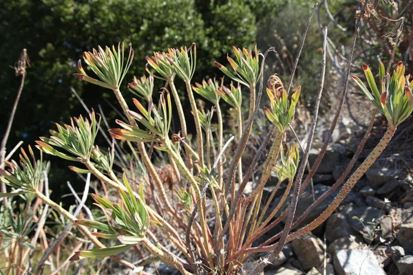 Grecia Naturaleza Silvestre Plantas Interesantes — Foto de Stock