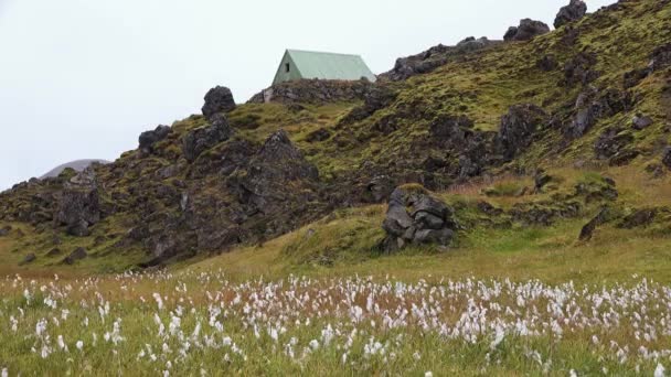 Dientes de león en Noruega. Flores blancas esponjosas en las montañas de Noruega. Naturaleza del Ártico en verano — Vídeo de stock