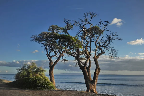 Hawaii, USA. Ett pittoreskt träd vid Stilla havets stränder. — Stockfoto