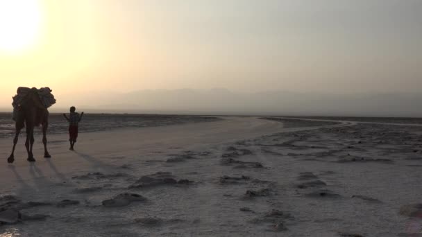 Ефіопія. Караван верблюдів з кам "яною сіллю в пустелі.. — стокове відео