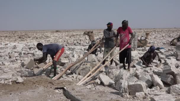 Etiópia. Deserto do Danakil. 28 de novembro de 2018: Trabalhadores cortam pedaços de sal no deserto do Danakil na Etiópia África — Vídeo de Stock