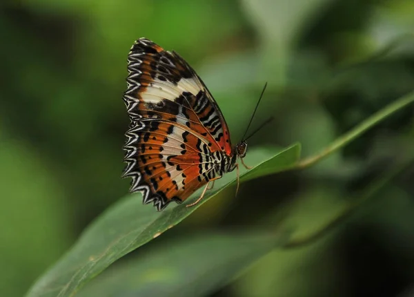 A beautiful butterfly sits on a green sheet of wood. — Stock Photo, Image